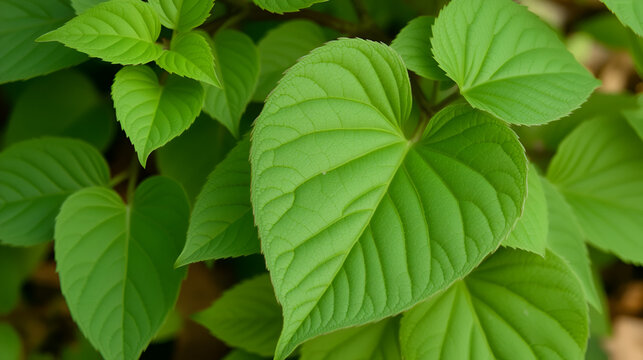 heart leaf moonseed  herb for healthy