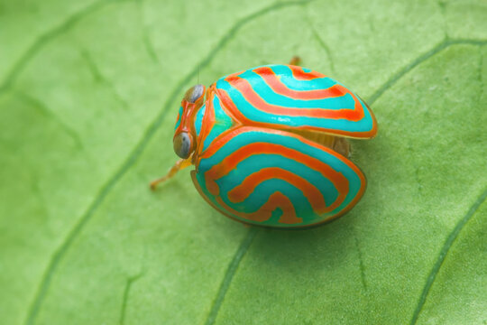 Colorful candy striped leafhopper resting on green leaf