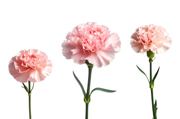 Lovely pink carnation flowers showcasing delicate petals and vibrant colors.