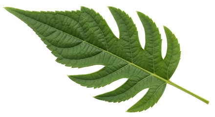Isolated Green Leaf