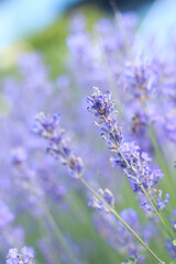 Naklejka premium Lavender blooming. Lavender flowers close-up with selective focus. Purple flowers on a sunny day. Beautiful summer lavender wildflowers on farm fields. Park. Lavender bushes, nature background