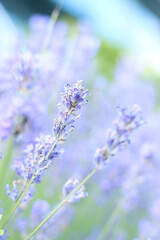Lavender blooming. Lavender flowers close-up with selective focus. Purple flowers on a sunny day....
