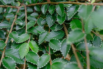 ギザギザした縁の小葉が広がる緑の葉