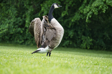 Canada goose majestically spreads its wings on a meadow, surrounded by trees.