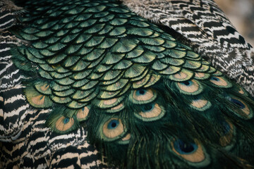 Obraz premium Close-up of colorful peacock feathers with shimmering shades of green and blue.