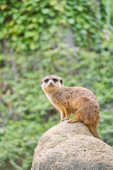 Fototapeta premium Watchful meerkat on rocks in front of green, blurred background, animal photo.