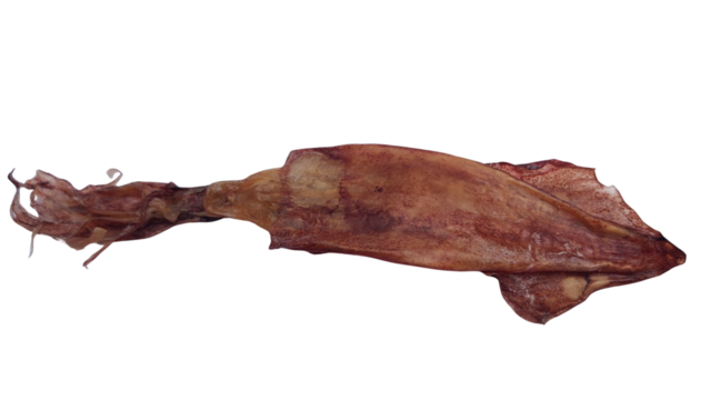 A dried, elongated squid with a textured, reddish-brown body and defined fins, displaying a natural, preserved shape.