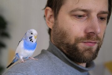 Budgerigar playing with handsome man. Budgie. Funny blue purple parakeet sitting on owner head....