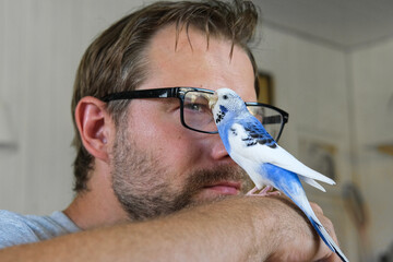 Budgerigar playing with handsome man. Budgie. Funny blue purple parakeet sitting on owner head....