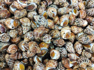 A close-up image showing a large collection of patterned sea snail shells with varied brown, white, and beige colors.