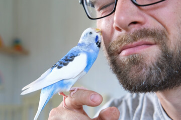 Budgerigar playing with handsome man. Budgie. Funny blue purple parakeet sitting on owner head....