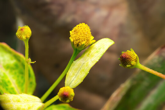 Macro Close-Up of Acmella oleracea Flower Buds and Blossoms, Also Known as Toothache Plant or Spilanthes