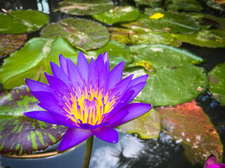 Purple lotus in full bloom, set against a peaceful natural garden background with delicate petals...