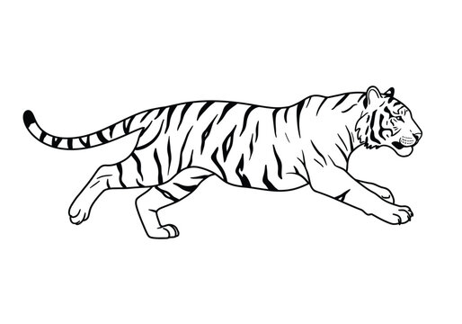 Running tiger drawing. It is a black and white outline image of a tiger in a running posture, showcasing its powerful and agile movement. Vector sketch line art draw.