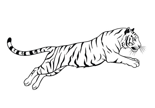 Jumping tiger drawing. It is a black and white outline image of a tiger in mid-air, powerfully jumping or leaping forward. Vector sketch line art draw.
