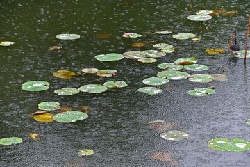 蓮の葉が広がり始めた池の水面に雨粒が落ちている風景