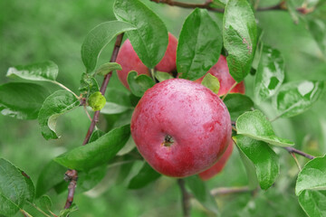 Ripe Apples in the Apple Orchard before Harvesting. Big Red delicious Apples Hanging from a Tree Branch in the Fruit Garden at Fall Harvest. Basket of Apples. Autumn Cloudy Day, Soft Shadow. 4K
