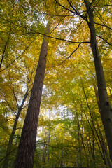 An autumnal forest flooded with warm sunlight. Golden leaves glow. Nature photo