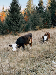Cows grazing in a serene autumn landscape surrounded by trees and golden foliage