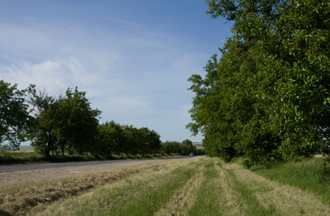 Fototapeta premium A dirt road with trees on either side of it