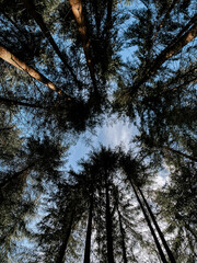 Tall trees create a natural canopy against a bright blue sky in a tranquil forest setting