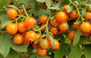 Orange Fruits Hanging on Branches