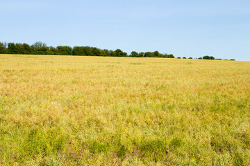 Obraz premium A field of yellow grass