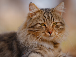 Street cats of Turkey roam freely, lounging, playing, and exploring the vibrant streets, creating charming scenes of daily life in urban and rural settings.