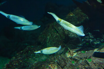 Bigfin reef squid (Sepioteuthis lessoniana) under water