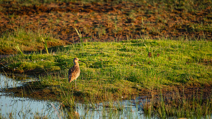 Resting Curlew at Druridge Pools Nature Reserve, which is close to the Northumberland coast and was a former opencast mine, now a popular reserve with wildfowl and waders in the wetland