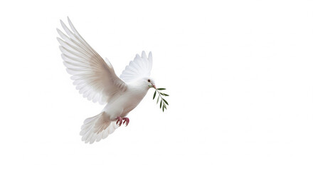 Fototapeta premium A pristine white dove soars, gracefully carrying an olive branch symbolizing peace and hope.