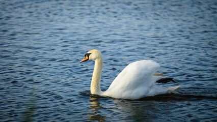 Mute Swan at Druridge Pools Nature Reserve, which is close to the Northumberland coast and was a...