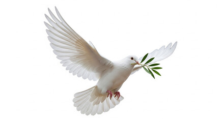Dove gracefully soars with olive branch in beak, conveying serenity and hope on white background.