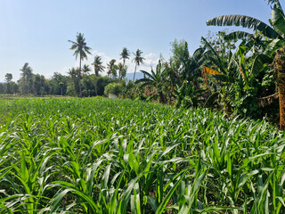 A lush cornfield in a peaceful countryside with a clear sky and a towering coconut tree in the background