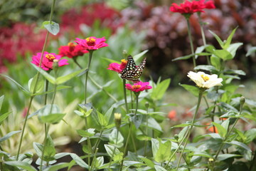 
Butterfly on Zinnia Flower
