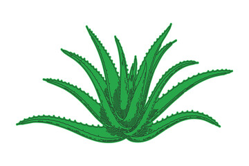 Vibrant Green Aloe Vera Plant. Vector Illustration on Transparent Backdrop Design