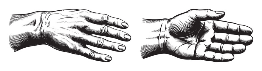 Vintage Engraving Illustrations of Human Hands in Different Poses