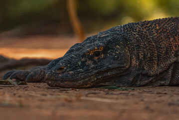 Komodo Dragon in Komodo Nationa Park, Flores