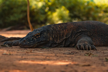 Komodo Dragon in Komodo Nationa Park, Flores