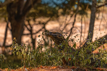 Komodo Dragon in Komodo Nationa Park, Flores