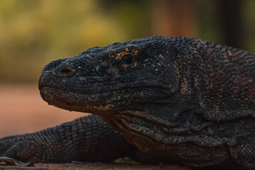 Komodo Dragon in Komodo Nationa Park, Flores