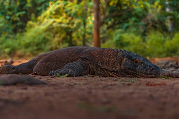 Komodo Dragon in Komodo Nationa Park, Flores
