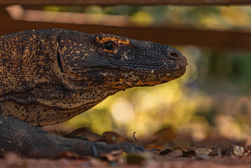 Komodo Dragon in Komodo Nationa Park, Flores