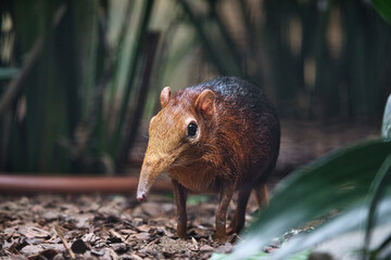 A red-backed elephant shrew in its natural habitat. shy animal with a long trunk