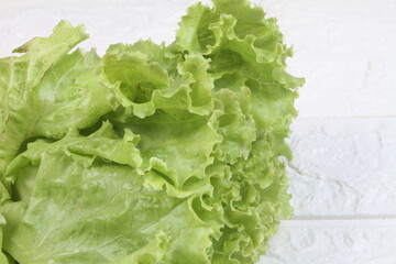 fresh green lettuce