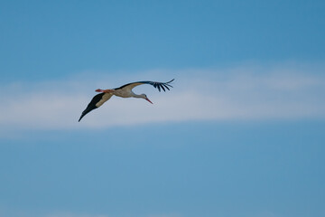 White Stork (Ciconia ciconia) Gracefully Gliding Over the Pristine Skies of the Danube Delta, Romania – A Serene Moment in European Wetland Wildlife