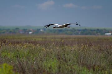 White Stork (Ciconia ciconia) Gracefully Gliding Over the Pristine Skies of the Danube Delta, Romania – A Serene Moment in European Wetland Wildlife