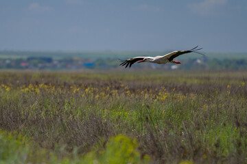 White Stork (Ciconia ciconia) Gracefully Gliding Over the Pristine Skies of the Danube Delta, Romania – A Serene Moment in European Wetland Wildlife