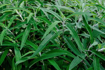 細長い緑の葉が密集するグラウンドカバー