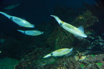 Bigfin reef squid (Sepioteuthis lessoniana) under water